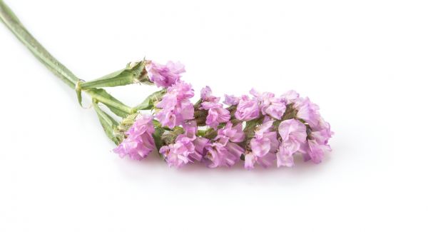 La fleur de lavande : zoom sur cette plante aromatique